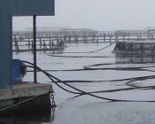 material handling system for a fish farm